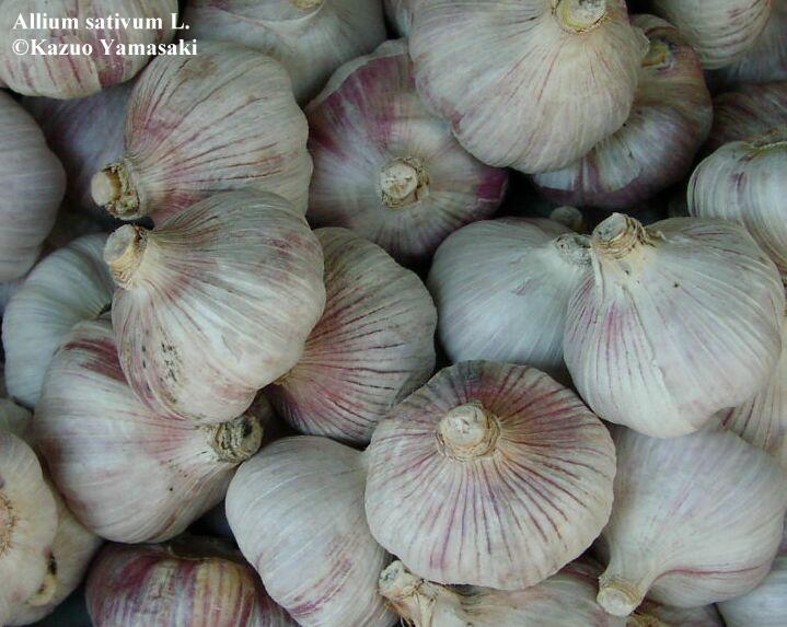 Allium Sativum